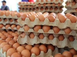 Sector avícola espera producir 16,5 millones de cajas de huevos al año Sector avícola venezolano espera producir 16,5 millones de cajas de huevos al año