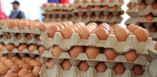Sector avícola espera producir 16,5 millones de cajas de huevos al año Sector avícola venezolano espera producir 16,5 millones de cajas de huevos al año