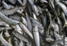 Temporada de la sardina 2026: estas son las nuevas reglas, cuotas y puertos Temporada de la sardina 2026: estas son las nuevas reglas, cuotas y puertos