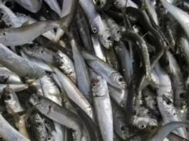 Temporada de la sardina 2026: estas son las nuevas reglas, cuotas y puertos Temporada de la sardina 2026: estas son las nuevas reglas, cuotas y puertos