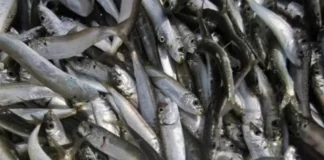 Temporada de la sardina 2026: estas son las nuevas reglas, cuotas y puertos Temporada de la sardina 2026: estas son las nuevas reglas, cuotas y puertos
