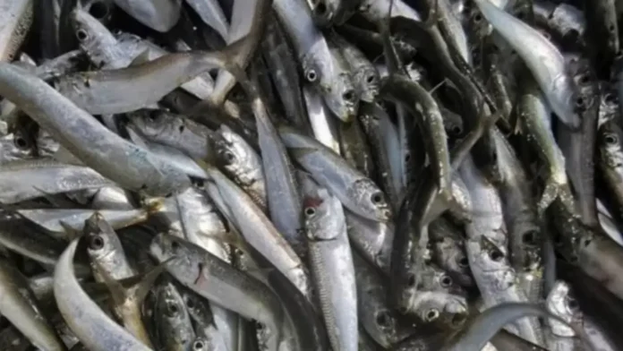 Temporada de la sardina 2026: estas son las nuevas reglas, cuotas y puertos