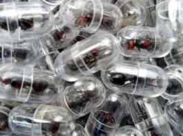 Kenia | Detenido chino por contrabando de 2.000 hormigas reina en aeropuerto Kenia | Detenido chino por contrabando de 2.000 hormigas reina en aeropuerto