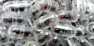 Kenia | Detenido chino por contrabando de 2.000 hormigas reina en aeropuerto Kenia | Detenido chino por contrabando de 2.000 hormigas reina en aeropuerto