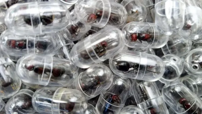 Kenia | Detenido chino por contrabando de 2.000 hormigas reina en aeropuerto