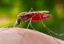 Gobierno publicó Boletín Epidemiológico: 1.000 casos de malaria y 21 fallecidos por fiebre amarilla entre 2025-2026 Gobierno publicó Boletín Epidemiológico: 1.000 casos de malaria y 21 fallecidos por fiebre amarilla entre 2025-2026