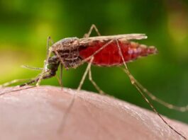 Gobierno publicó Boletín Epidemiológico: 1.128 casos de malaria y 21 fallecidos por fiebre amarilla entre 2025-2026 Gobierno publicó Boletín Epidemiológico: 1.000 casos de malaria y 21 fallecidos por fiebre amarilla entre 2025-2026