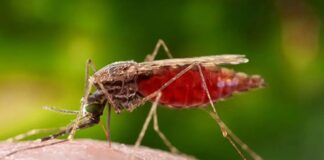 Gobierno publicó Boletín Epidemiológico: 1.128 casos de malaria y 21 fallecidos por fiebre amarilla entre 2025-2026 Gobierno publicó Boletín Epidemiológico: 1.000 casos de malaria y 21 fallecidos por fiebre amarilla entre 2025-2026