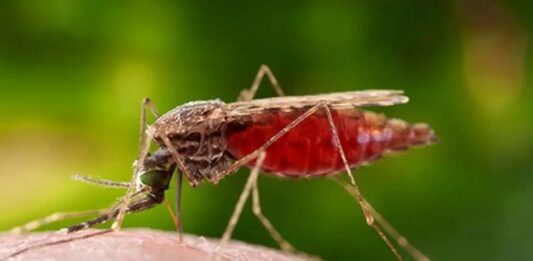 Gobierno publicó Boletín Epidemiológico: 1.128 casos de malaria y 21 fallecidos por fiebre amarilla entre 2025-2026 Gobierno publicó Boletín Epidemiológico: 1.000 casos de malaria y 21 fallecidos por fiebre amarilla entre 2025-2026