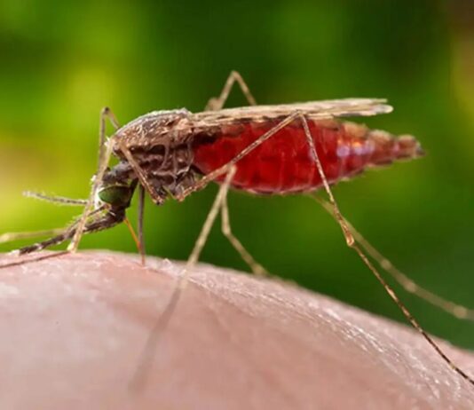 Gobierno publicó Boletín Epidemiológico: 1.128 casos de malaria y 21 fallecidos por fiebre amarilla entre 2025-2026 Gobierno publicó Boletín Epidemiológico: 1.000 casos de malaria y 21 fallecidos por fiebre amarilla entre 2025-2026
