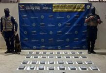 Municipio Falcón| Localizan 40 panelas de marihuana