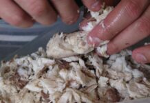 Por esta razón científicos piden a los venezolanos no comer cazón Por esta razón científicos piden a los venezolanos no comer cazón