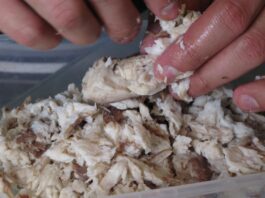 Por esta razón científicos piden a los venezolanos no comer cazón Por esta razón científicos piden a los venezolanos no comer cazón