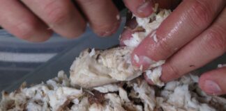 Por esta razón científicos piden a los venezolanos no comer cazón Por esta razón científicos piden a los venezolanos no comer cazón