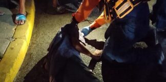Carirubana| Arrollado hombre en el centro de Punto Fijo
