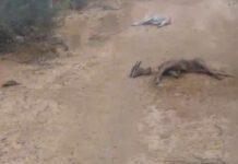 Municipio Falcón| Vídeo| Caída de guaya mató cuatro chivos y dos perros