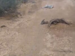 Municipio Falcón| Vídeo| Caída de guaya mató cuatro chivos y dos perros