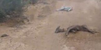 Municipio Falcón| Vídeo| Caída de guaya mató cuatro chivos y dos perros