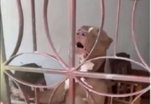 La Guaira| hombre perdió la vida tras ser atacado por su perro