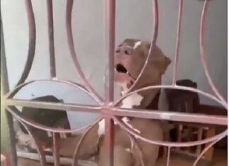 La Guaira| hombre perdió la vida tras ser atacado por su perro
