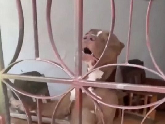 La Guaira| hombre perdió la vida tras ser atacado por su perro