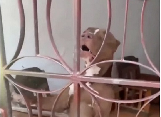 Perro
