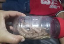 Municipio Falcón| Niño es mordido por una serpiente