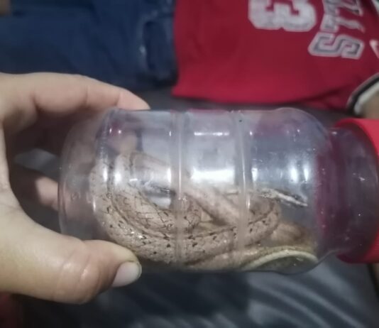 Municipio Falcón| Niño es mordido por una serpiente