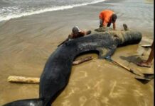 Municipio Falcón| Ballena encalló en la Bocaina