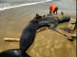 Municipio Falcón| Ballena encalló en la Bocaina