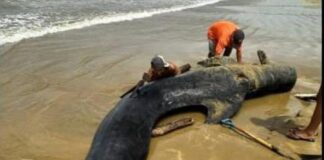Municipio Falcón| Ballena encalló en la Bocaina
