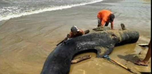 Municipio Falcón| Ballena encalló en la Bocaina