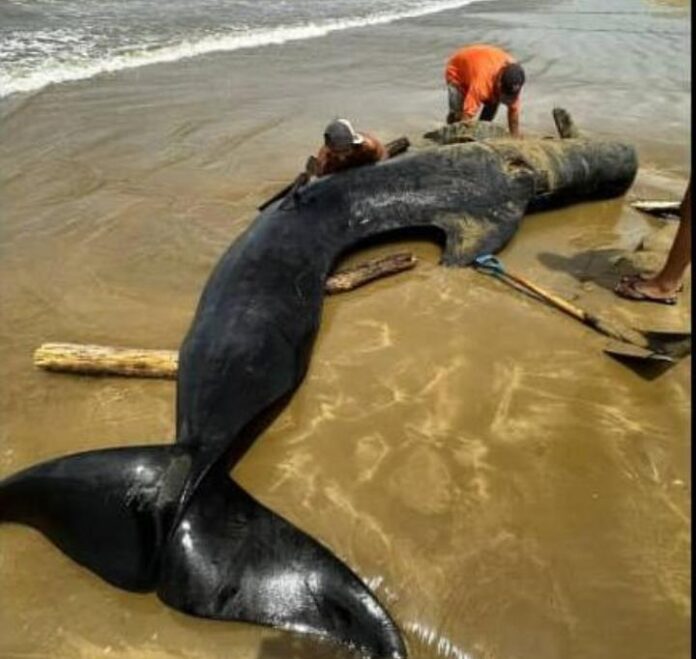 Ballena 1
