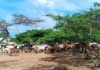 El hampa azota la producción caprina en Cerro Pelón