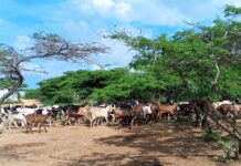 El hampa azota la producción caprina en Cerro Pelón