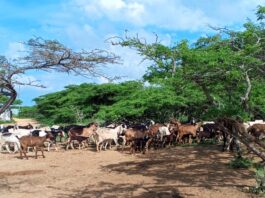 El hampa azota la producción caprina en Cerro Pelón