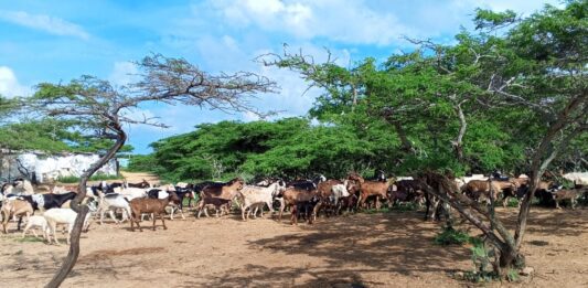 El hampa azota la producción caprina en Cerro Pelón