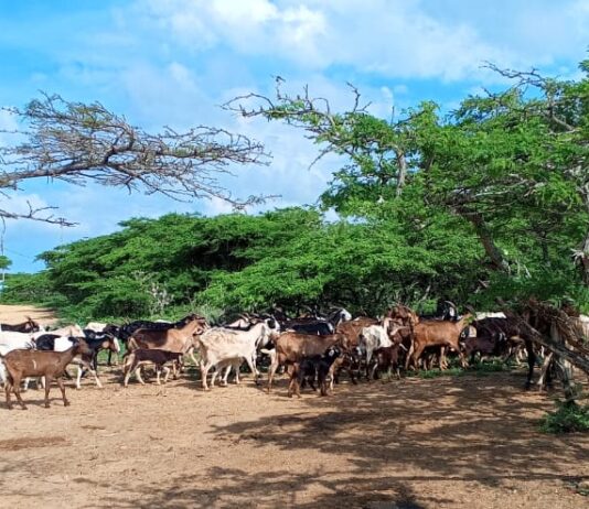 El hampa azota la producción caprina en Cerro Pelón