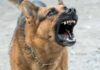 Ataque de perro a un niño enciende las alarmas sobre la prevención