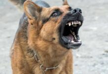 Ataque de perro a un niño enciende las alarmas sobre la prevención