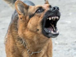 Ataque de perro a un niño enciende las alarmas sobre la prevención