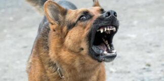 Ataque de perro a un niño enciende las alarmas sobre la prevención