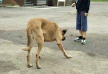 Niño de 7 años resulta herido tras ataque de un perro en Las Margaritas
