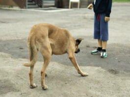 Niño de 7 años resulta herido tras ataque de un perro en Las Margaritas