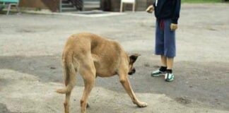 Niño de 7 años resulta herido tras ataque de un perro en Las Margaritas