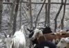Someten a criador y le roban la moto y animales