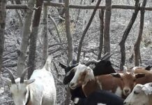 Someten a criador y le roban la moto y animales