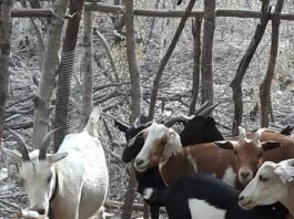 Someten a criador y le roban la moto y animales