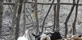 Someten a criador y le roban la moto y animales