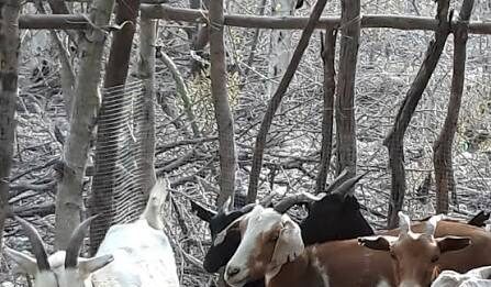 Someten a criador y le roban la moto y animales